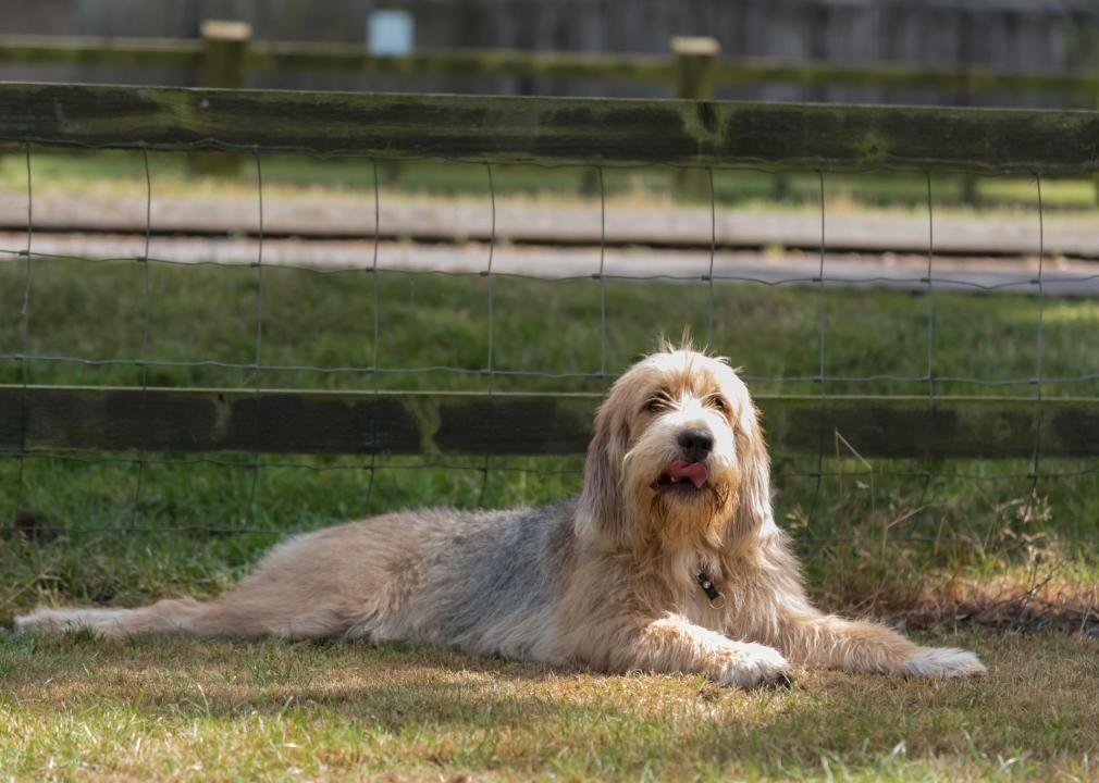 #20. Otterhound